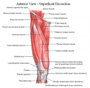 otot-hip-anterior